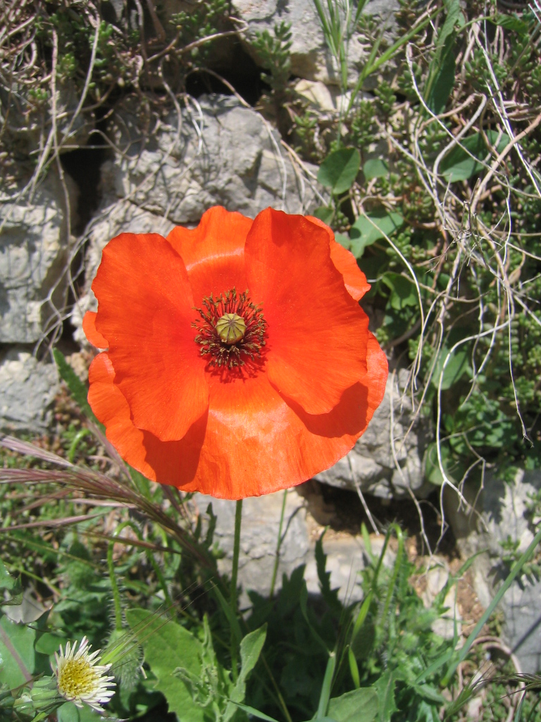 Fiori vari - coltivati e non